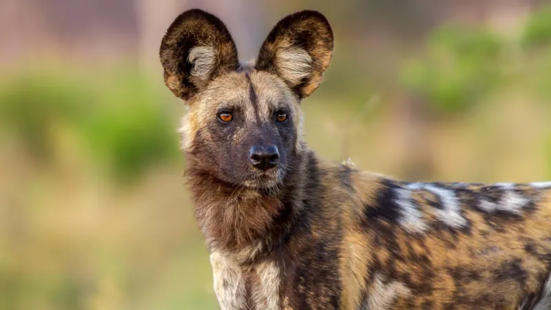 African wild dogs make record 4,000-km trek across Zambia in search of a mate
