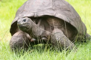 Самец гигантской черепахи (Aldabrachelys gigantea) по имени Джонатан