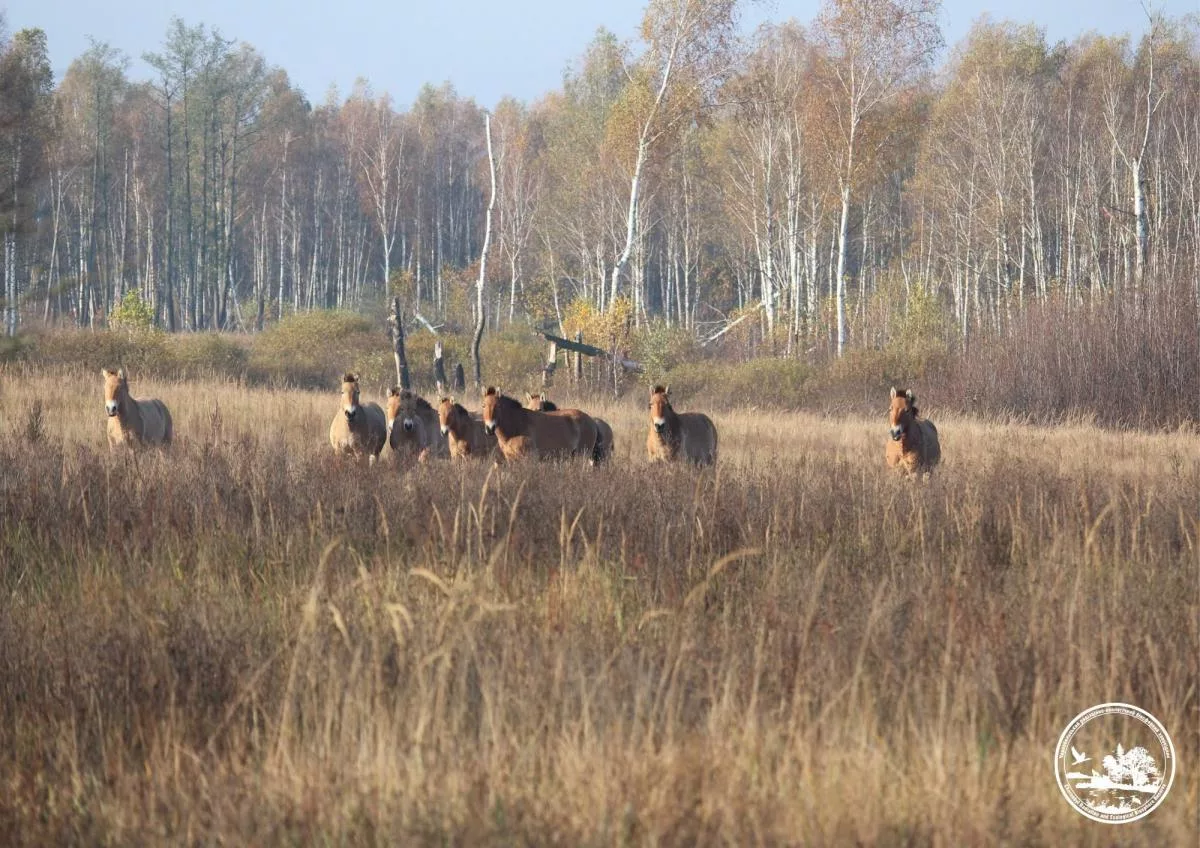 Ukraine: Rare Przewalski's horses spotted in Chernobyl nature reserve