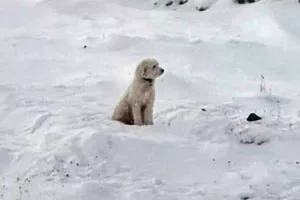 собака ЛуЛу